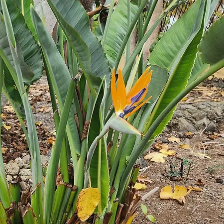 Oasis Hill Botanical Garden * איקוד דה לוס וינוס