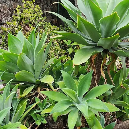 אכסניה Oasis Hill Botanical Garden איקוד דה לוס וינוס