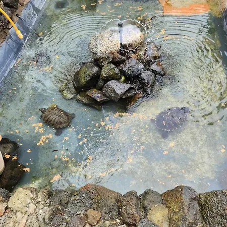 אכסניה Oasis Hill Botanical Garden *