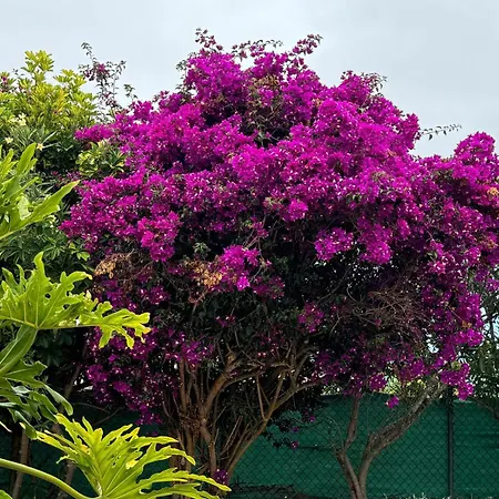 אכסניה Oasis Hill Botanical Garden איקוד דה לוס וינוס