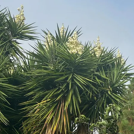 Oasis Hill Botanical Garden אכסניה *