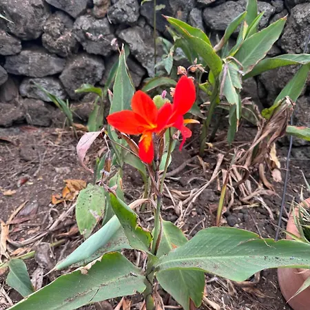 Oasis Hill Botanical Garden * איקוד דה לוס וינוס