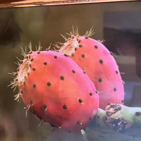 Oasis Hill Botanical Garden איקוד דה לוס וינוס