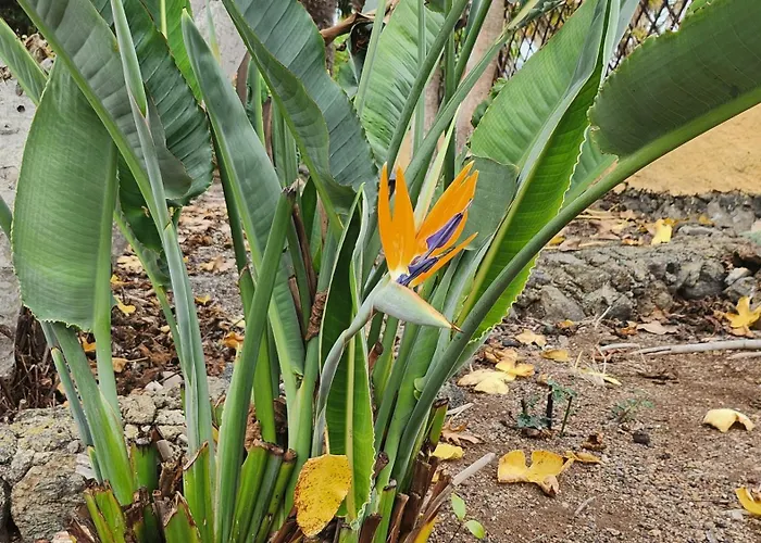 Oasis Hill Botanical Garden * 이코드레로스비노스