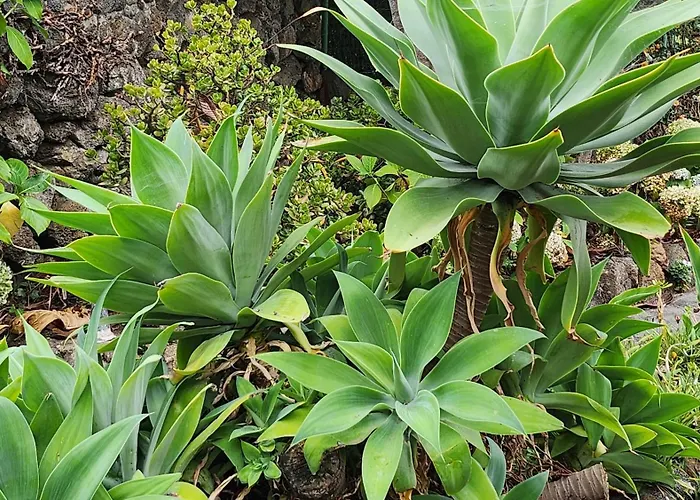 롯지 Oasis Hill Botanical Garden 이코드레로스비노스