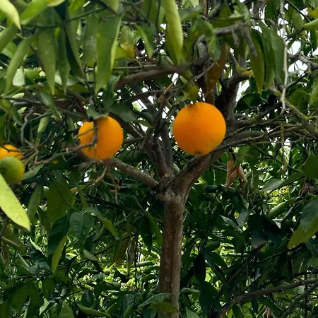 Oasis Hill Botanical Garden * 이코드레로스비노스