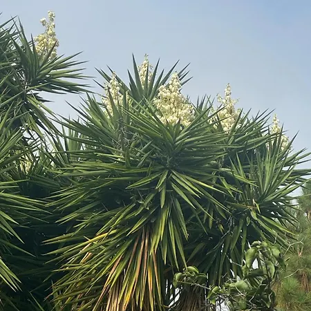 Oasis Hill Botanical Garden 롯지 *