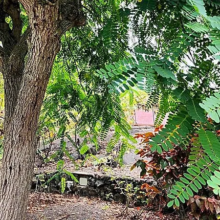 Oasis Hill Botanical Garden *