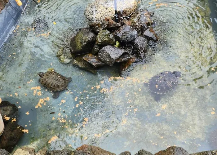 بيت خشبي Oasis Hill Botanical Garden *