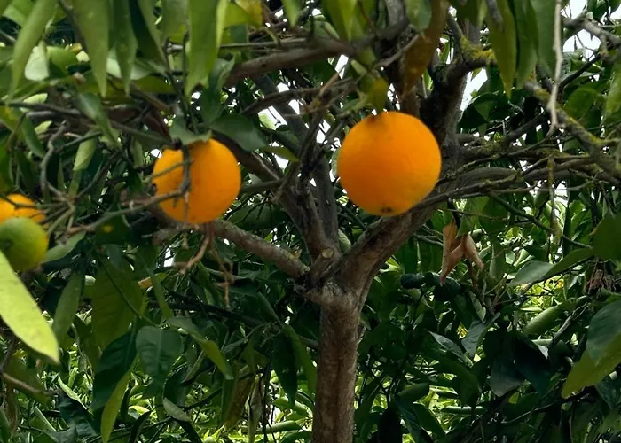 Oasis Hill Botanical Garden * إيكود ذي لوس فينوس