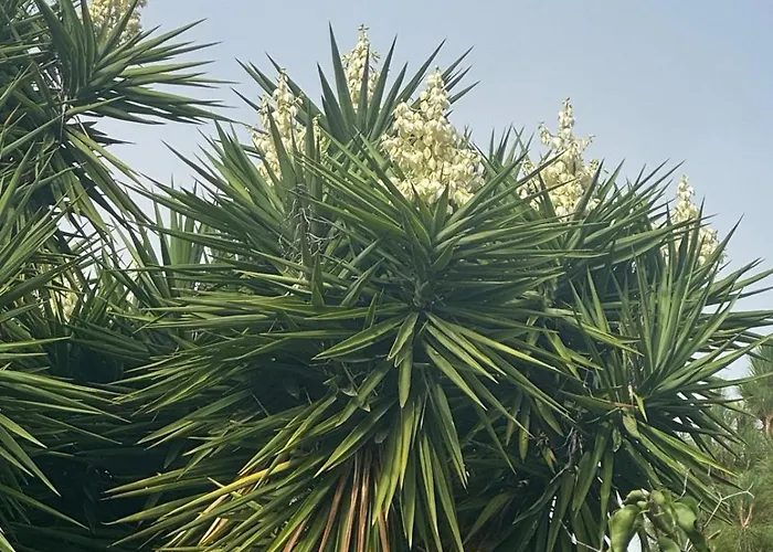 Oasis Hill Botanical Garden بيت خشبي *