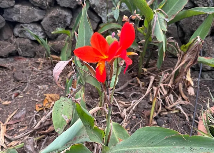 Oasis Hill Botanical Garden * إيكود ذي لوس فينوس