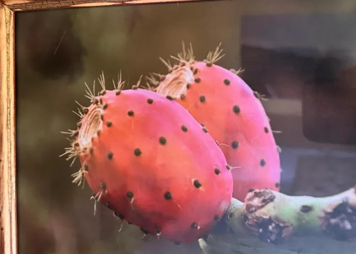 Oasis Hill Botanical Garden إيكود ذي لوس فينوس