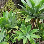 بيت خشبي Oasis Hill Botanical Garden إيكود ذي لوس فينوس