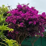 بيت خشبي Oasis Hill Botanical Garden إيكود ذي لوس فينوس